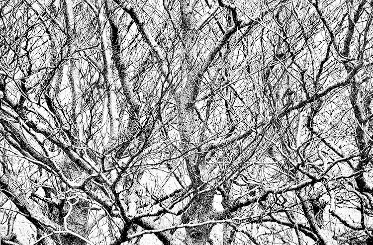 Piante e rami....invernali