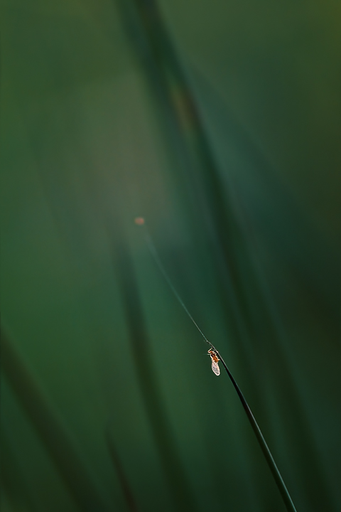 in fil di luce