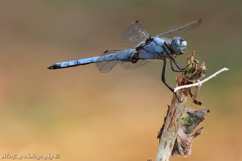 Libellula..