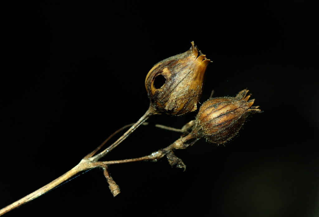 oro antico