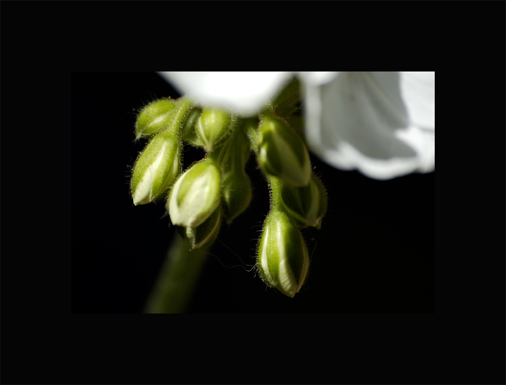 boccioli