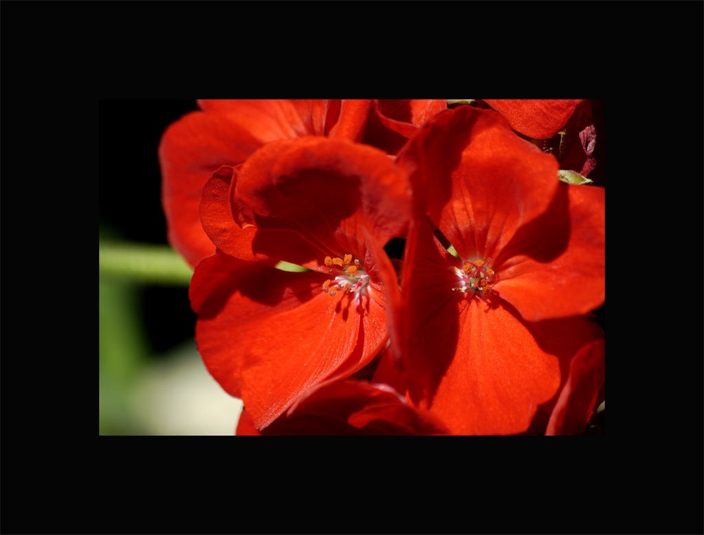 rosso