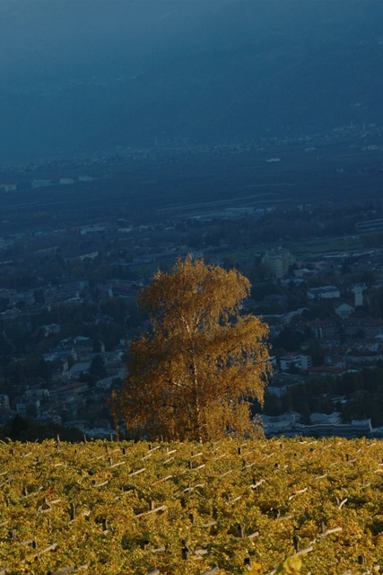 arriva