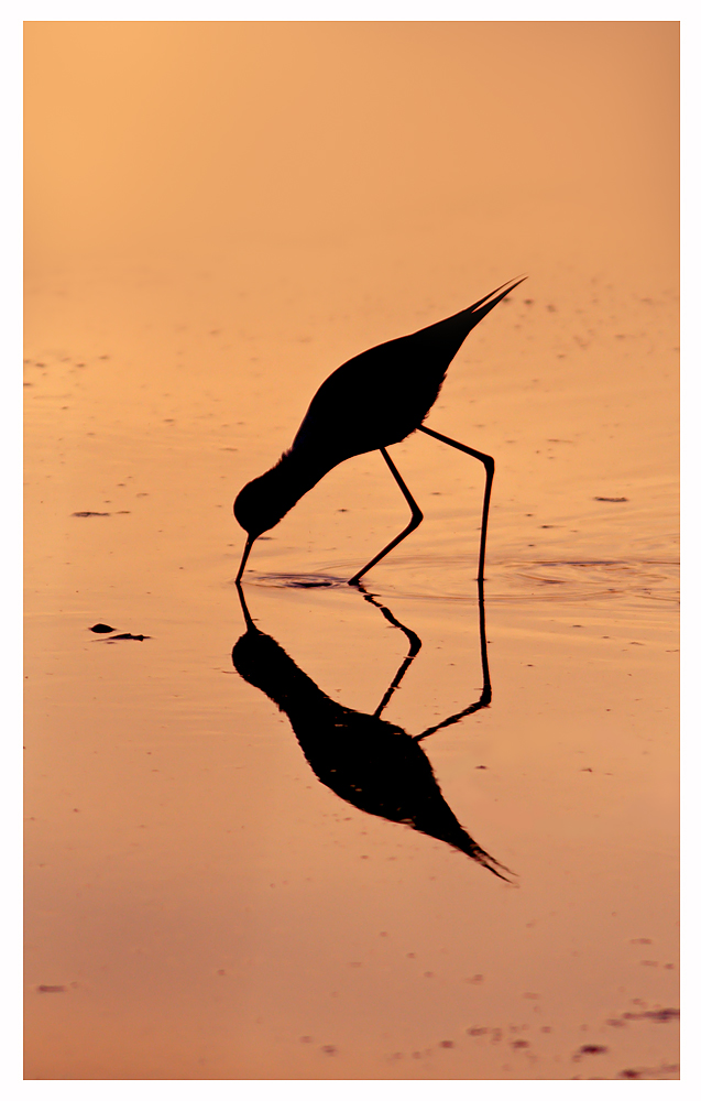 ...riflessi...