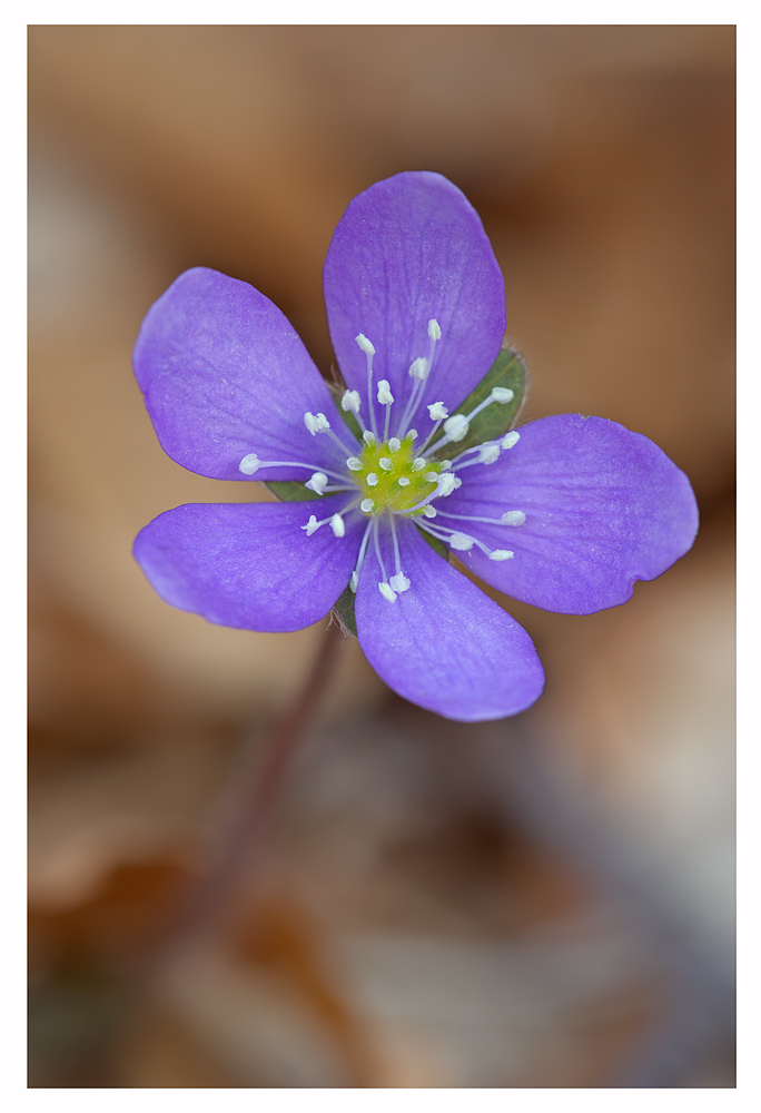 Hepatica-Nobilis
