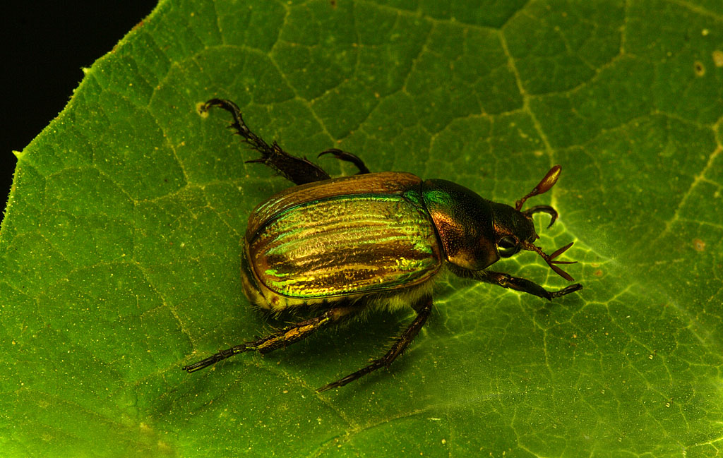 Scarabeo dorato