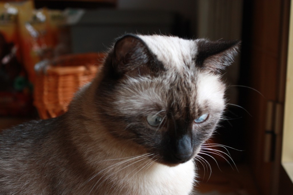 My cat