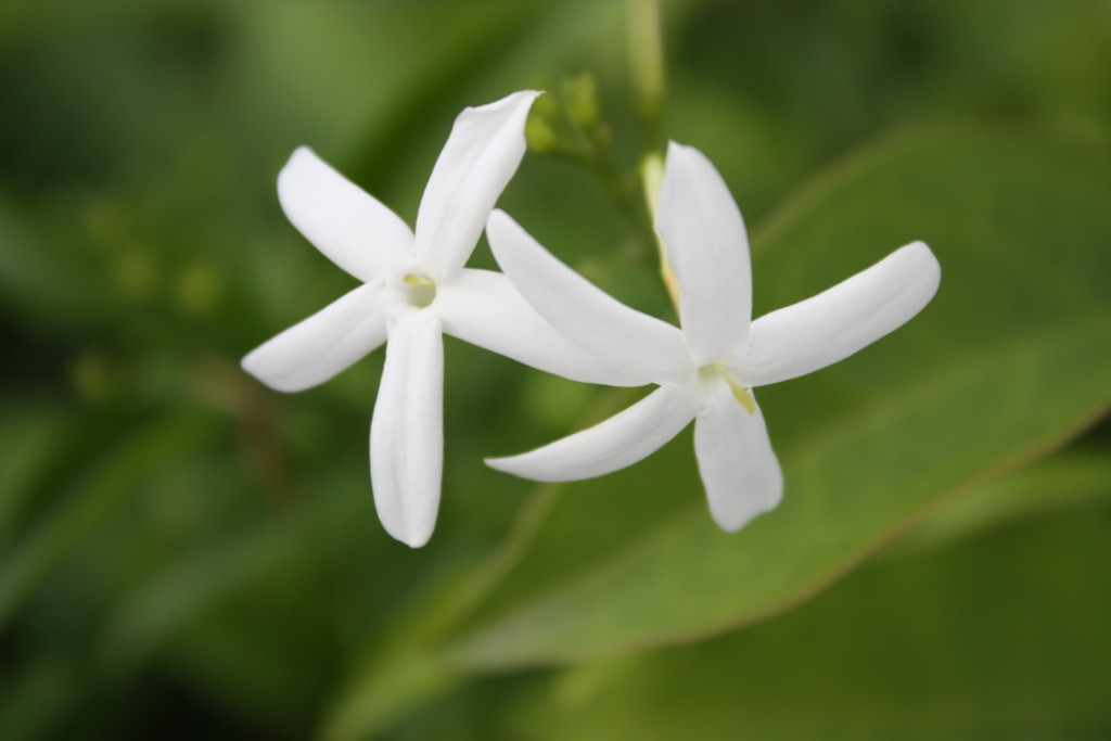 Macro floreale