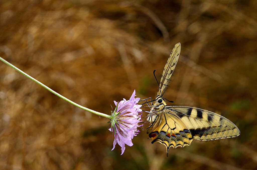 Papilio in bilico