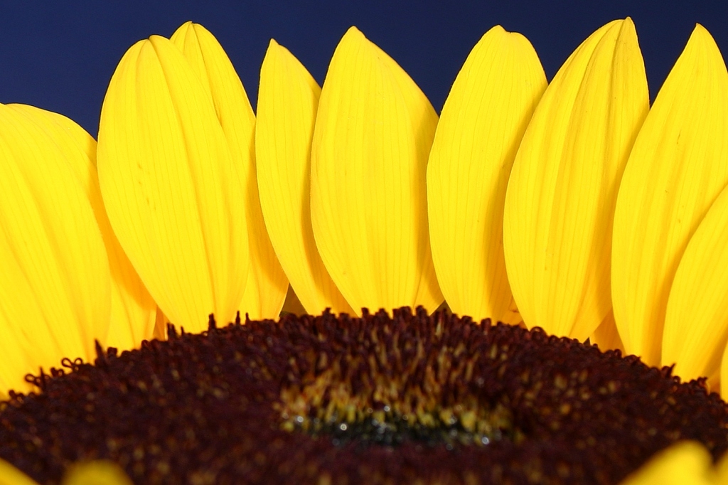 Girasole