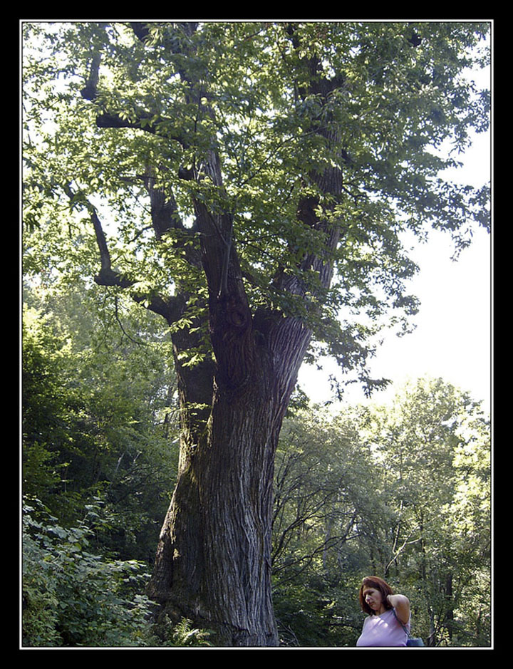 il gigante