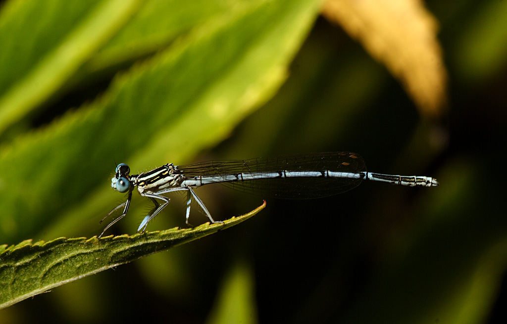 Libellula