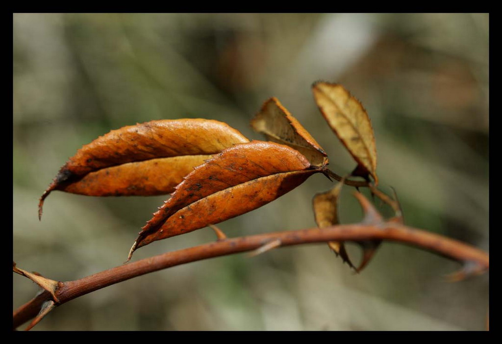 novembre