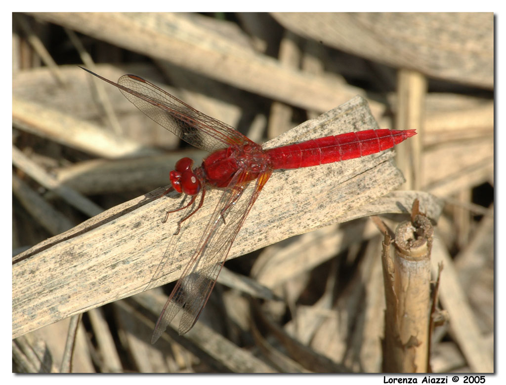 Libellula rossa