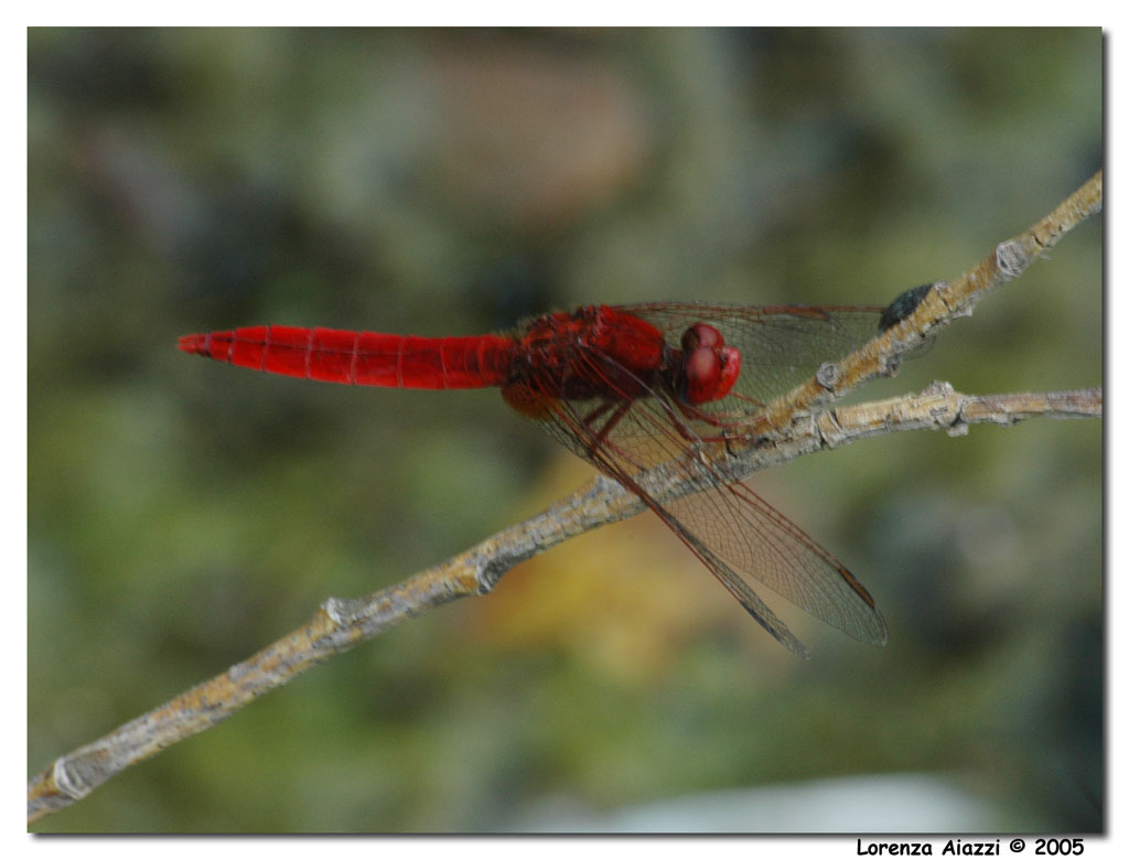 Libellula rossa 2