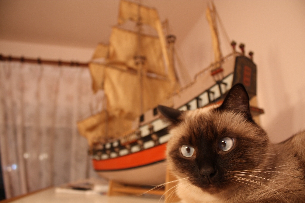 My cat