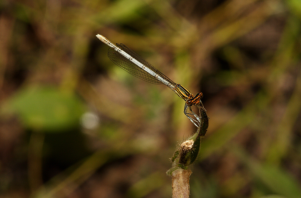 Libellula in cima