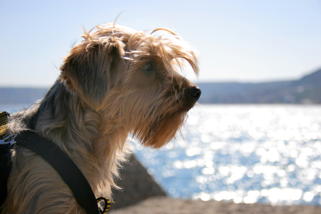 SASHA AL MARE!!