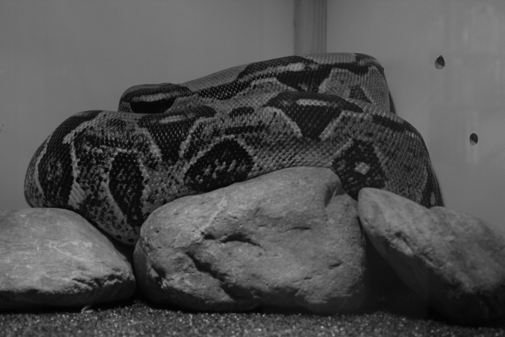 Costrictor retr
