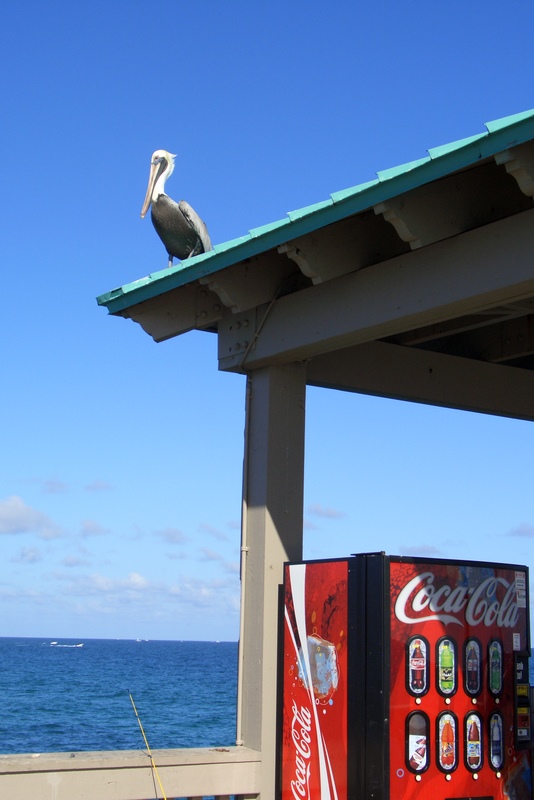 Pellicano americano