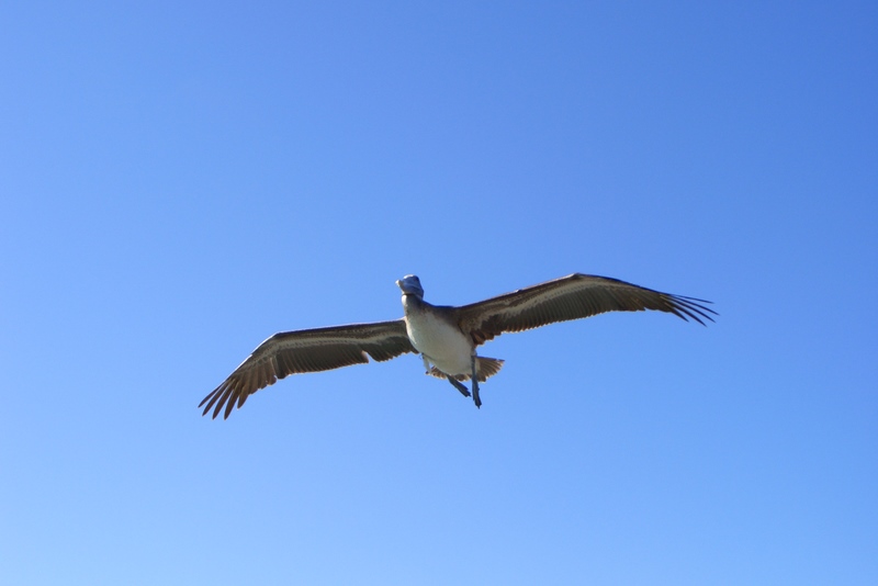 In volo