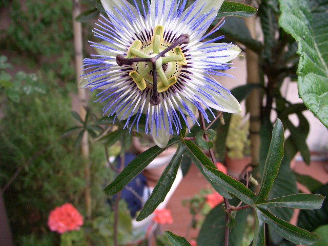 Che perfezione la natura!