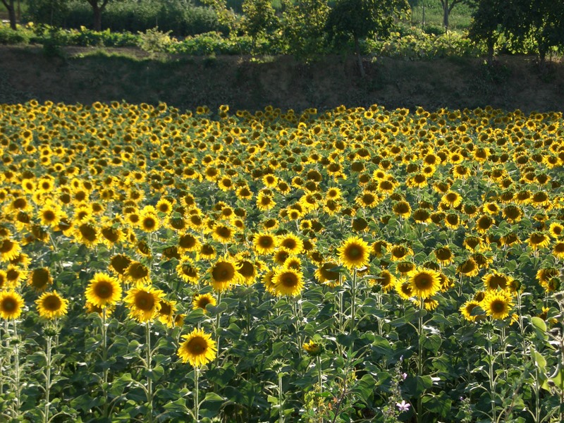 Campo di girasoli