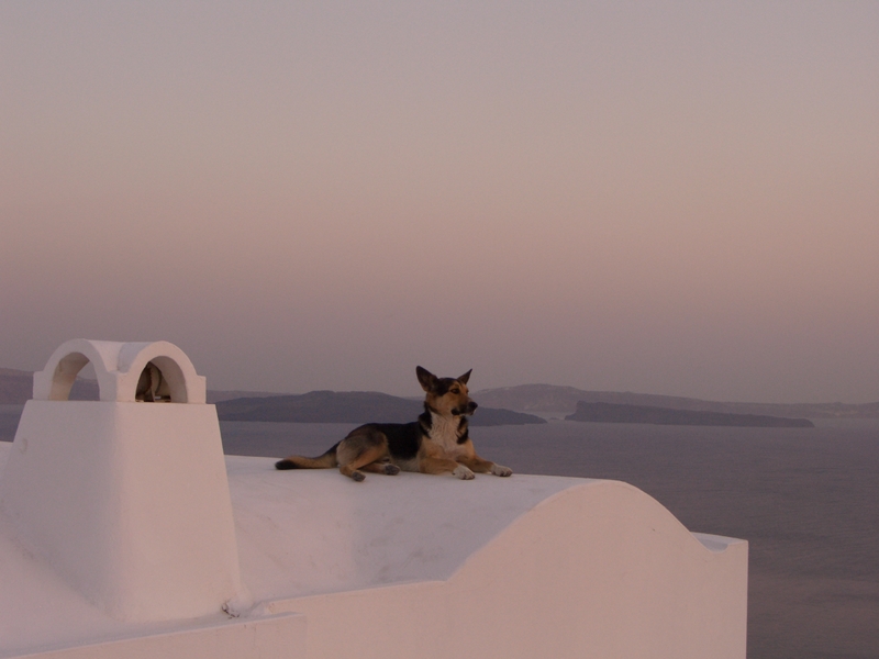 Rin Tin Tin in vacanza