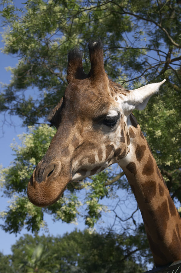 Giraffa