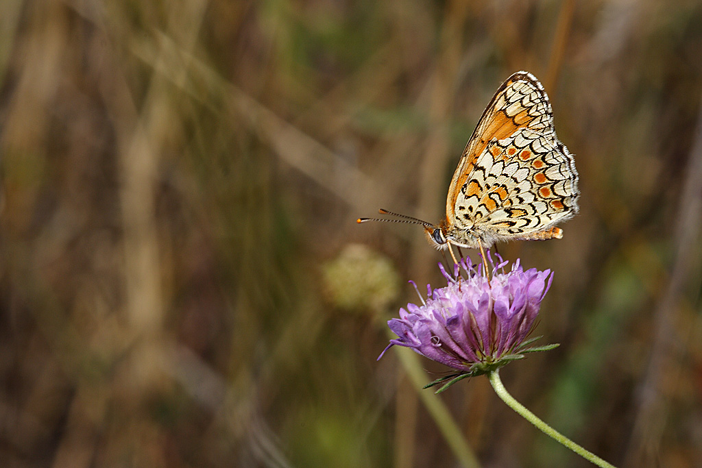 Melitaea ....