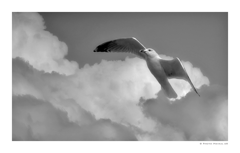 ANGEL FLIGHT
