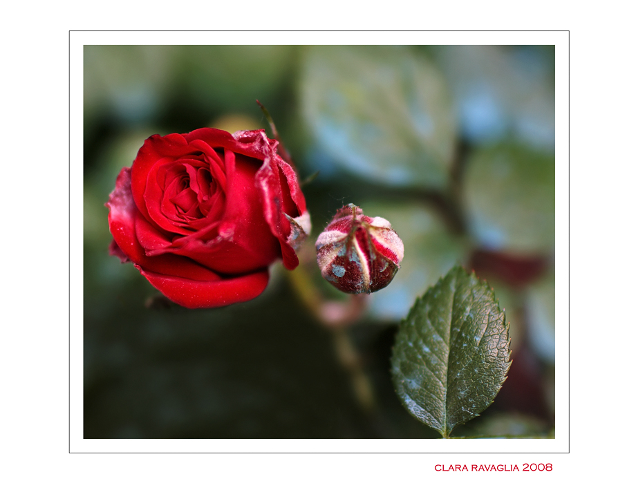 Rosso....