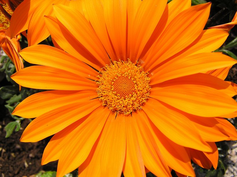fiore