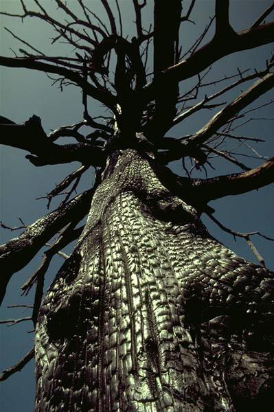 Albero Carbonizzato