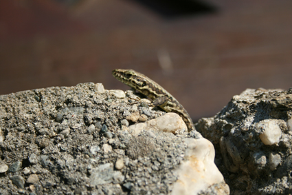 ANIMALI