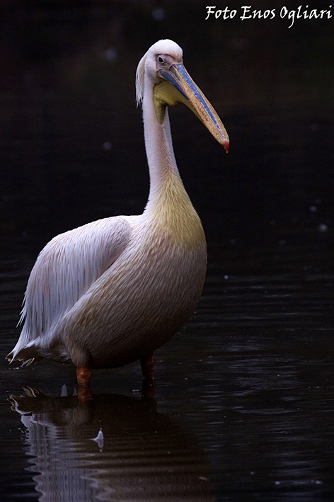 pellicano