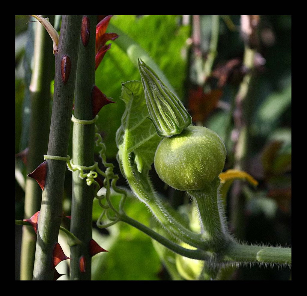zucca tra le spine