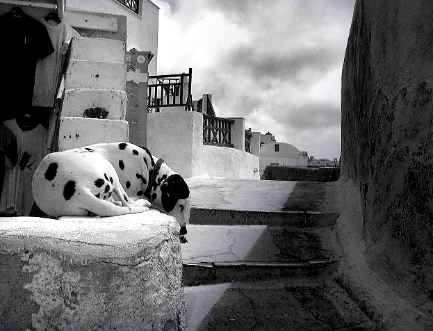 Vita da cani....