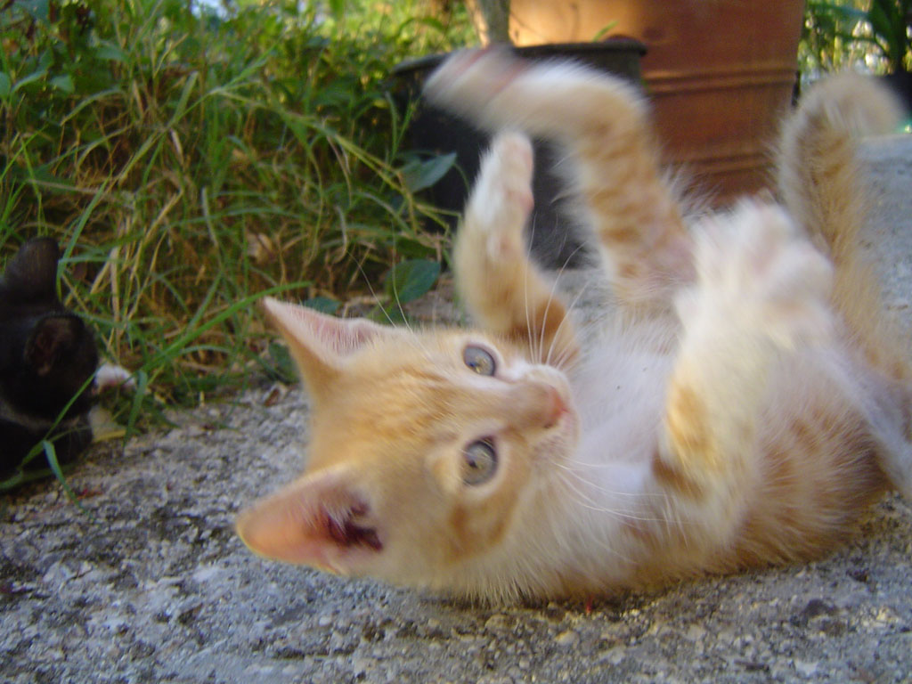 gattino