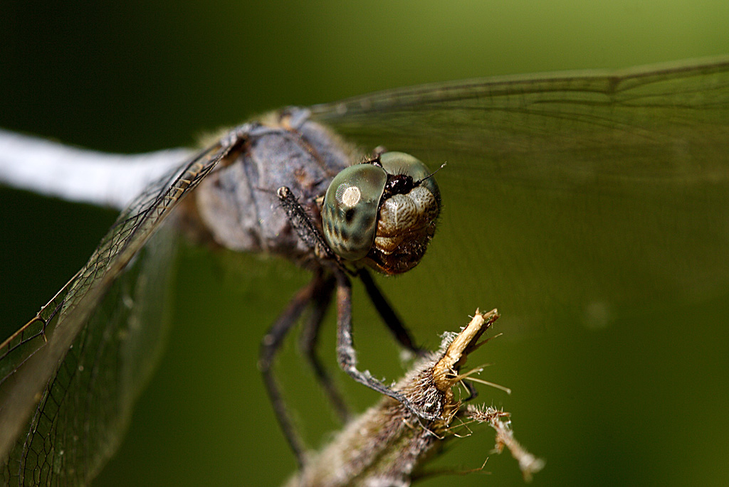 Ritratto libellula fulva