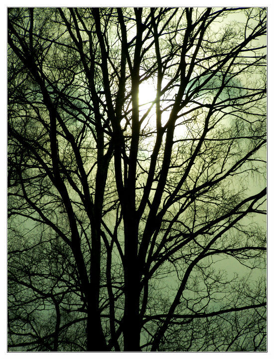 Alberi