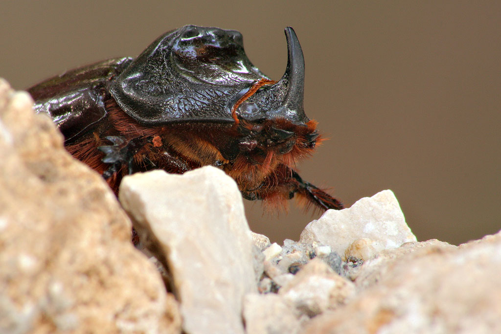 Oryctes Nasicornis