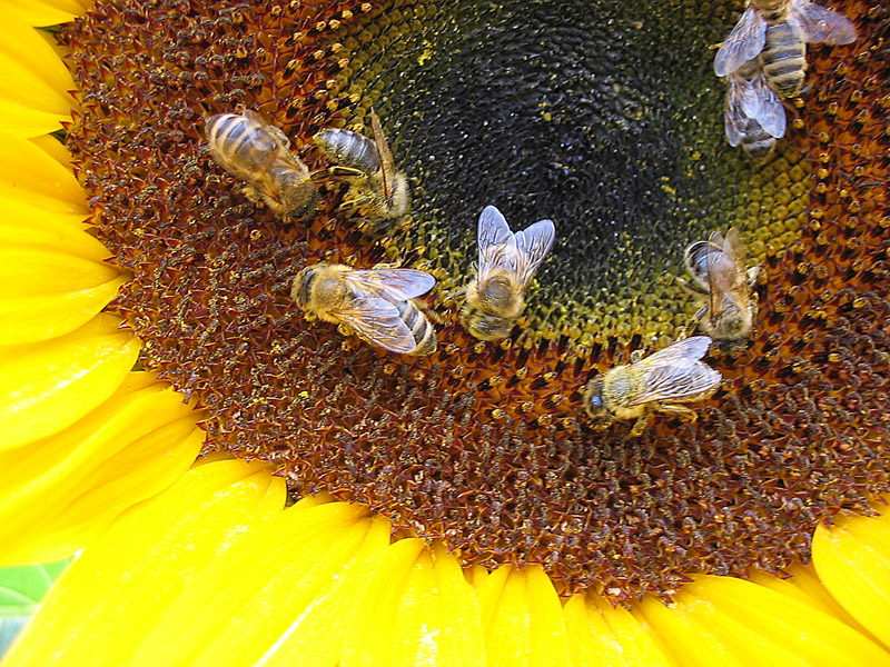 Bees