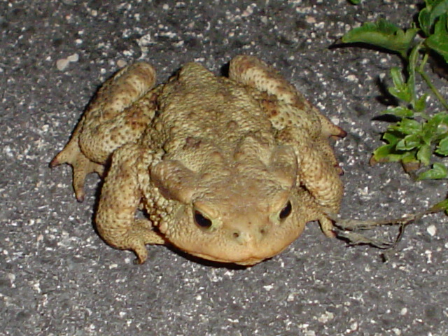 Rospo
