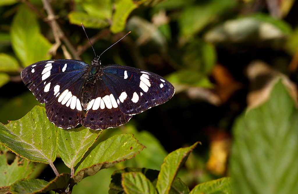 Limenitis reducta