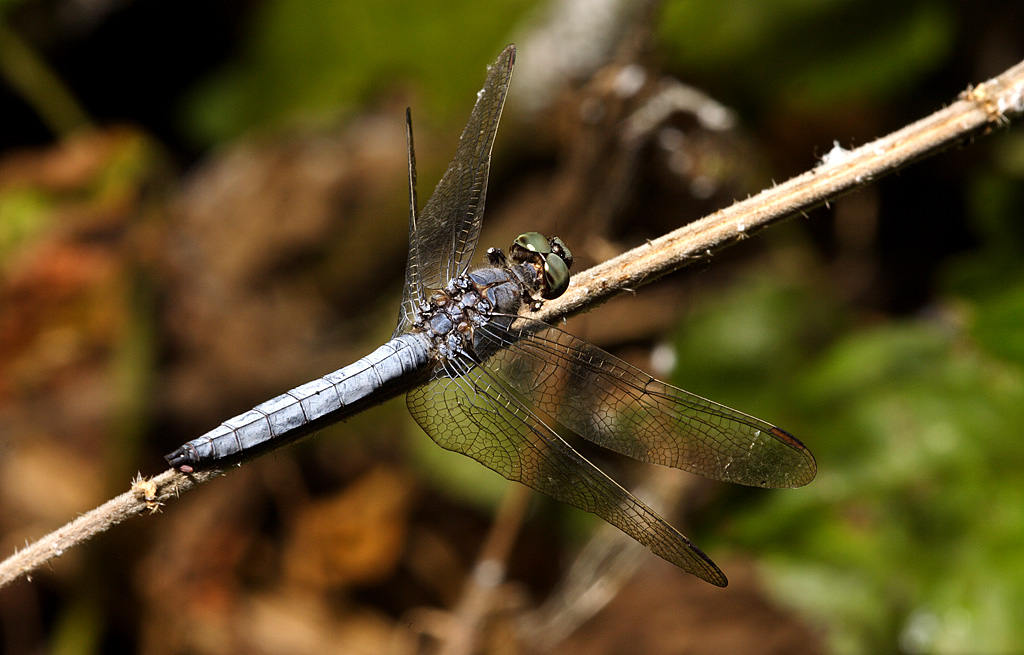 Libellula fulva