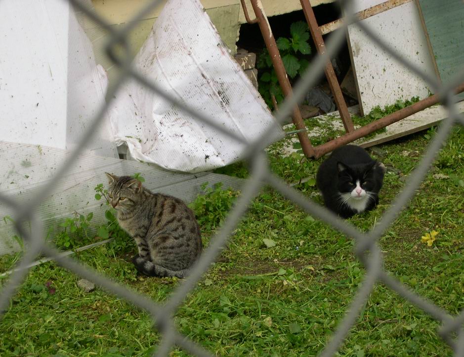 Gatti