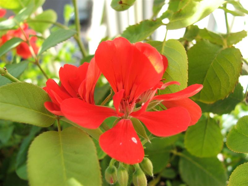 macro
