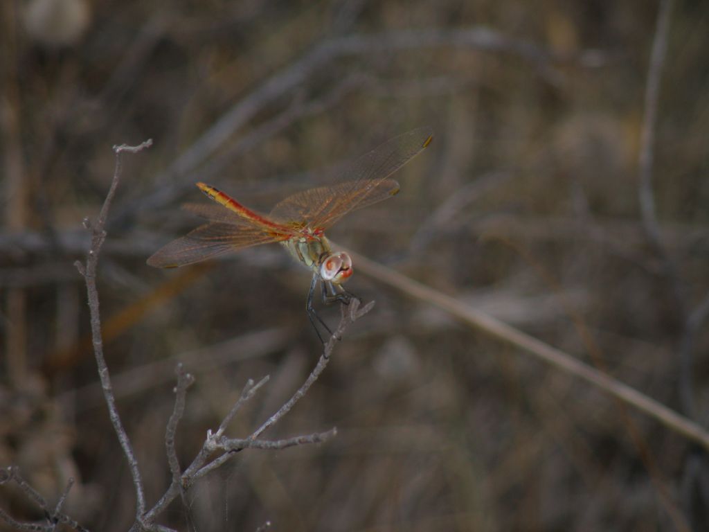 Libellula