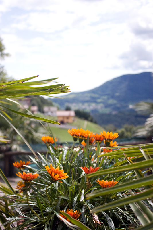 Fiori e Paesaggio
